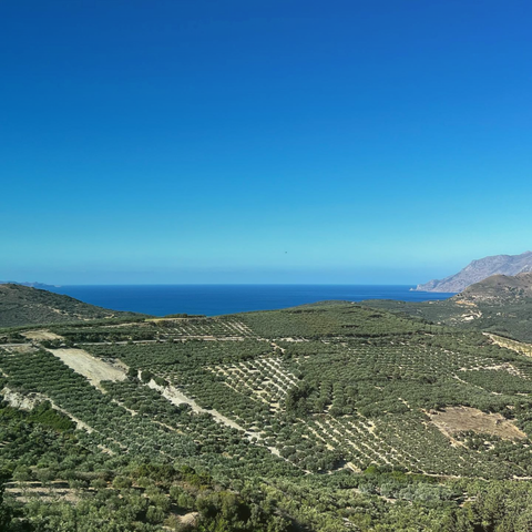 Olivenhaine - Landschaft mit Olivenbäumen in einem mediterranen Olivenhain