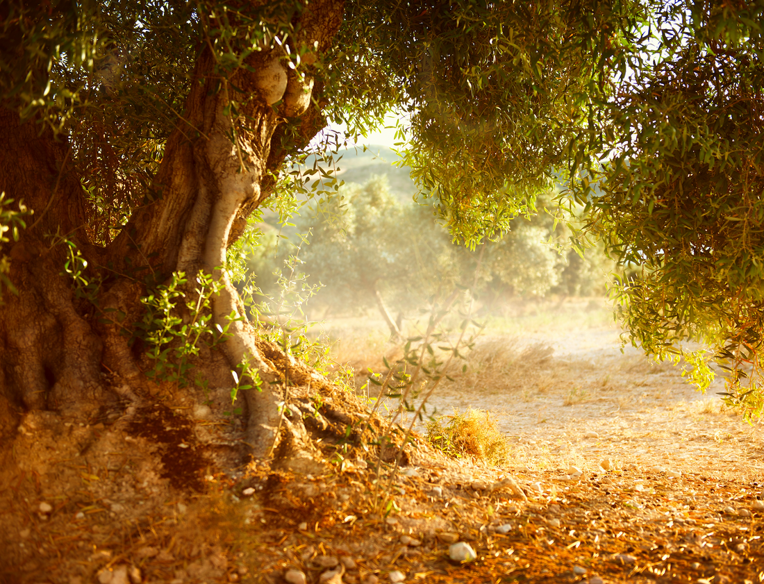 Geschichte des Olivenbaums