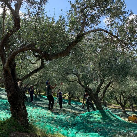 Minos Olivenöl: Extraklasse Qualität durch traditionelle Herstellungsmethoden und nachhaltige Landwirtschaft