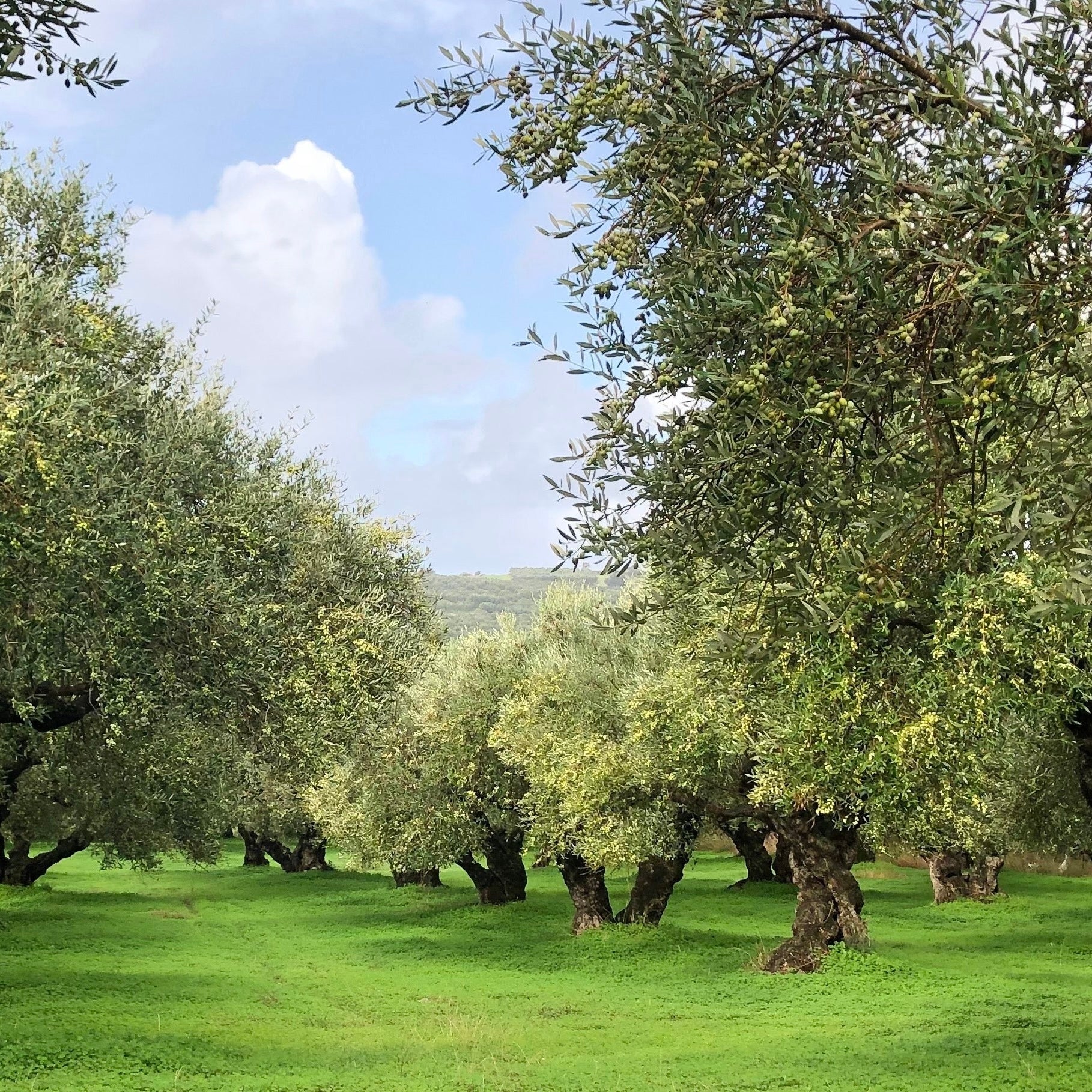 Minos Organic Olive Oil - High-quality organic olive oils from Crete