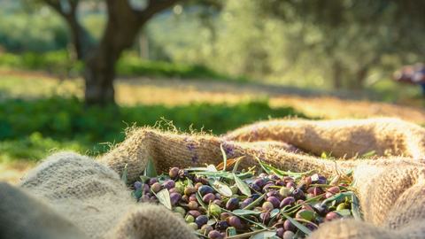 Minos - Unsere Mission für hochwertige Olivenprodukte und nachhaltige Landwirtschaft.